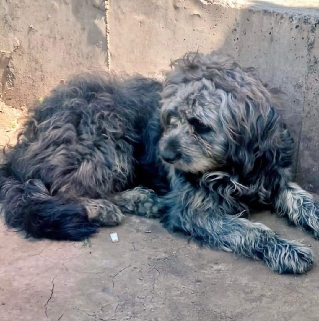 mascotas maltradadas